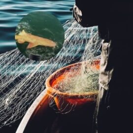 ¡Un tiburón dorado! Pescadores quedaron en 'shock' ante increíble color del pez