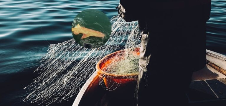 ¡Un tiburón dorado! Pescadores quedaron en 'shock' ante increíble color del pez