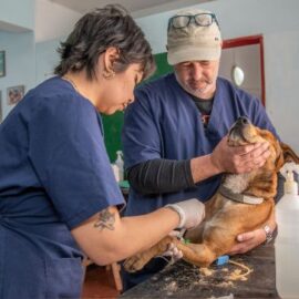 ¿Qué es la ortopedia veterinaria? Clave para mejorar la calidad de vida de las mascotas