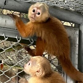 Así fue el rescate de dos monos capuchinos del tráfico ilegal en Cali; se recuperan en el Dagma