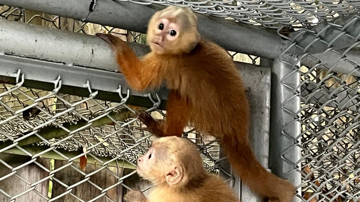 Así fue el rescate de dos monos capuchinos del tráfico ilegal en Cali; se recuperan en el Dagma