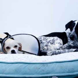 Fundación 'Las Patitas también cuentan': el refugio que da esperanza a animales en Cali