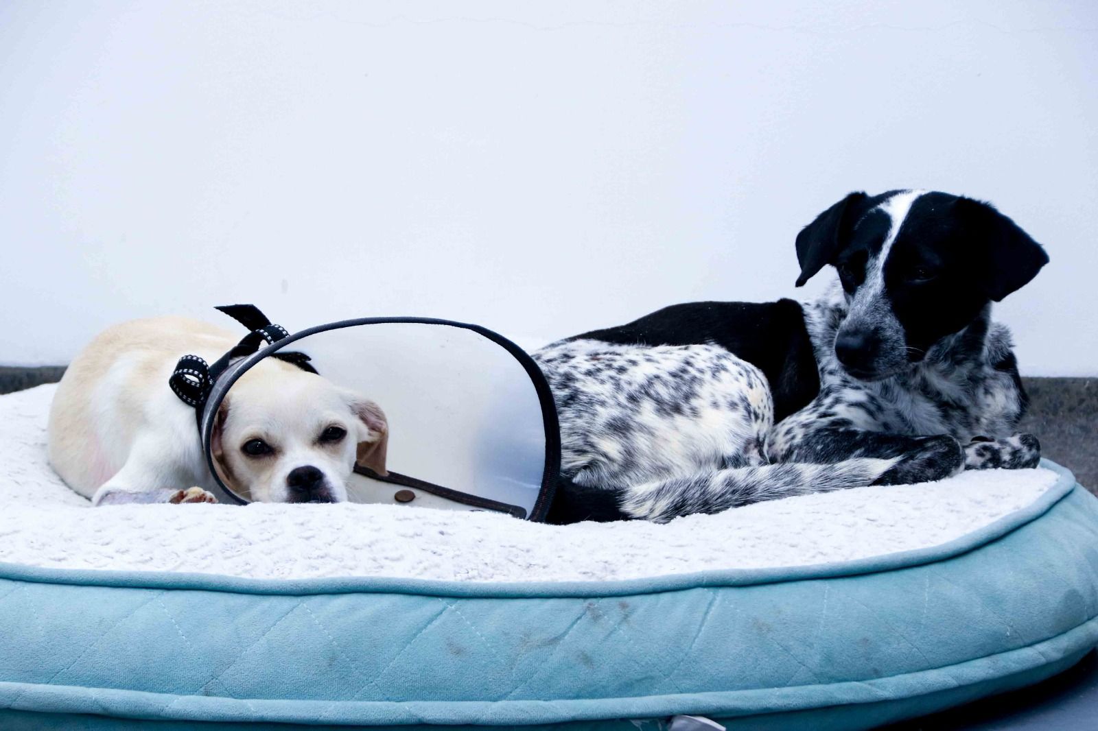 Fundación 'Las Patitas también cuentan': el refugio que da esperanza a animales en Cali