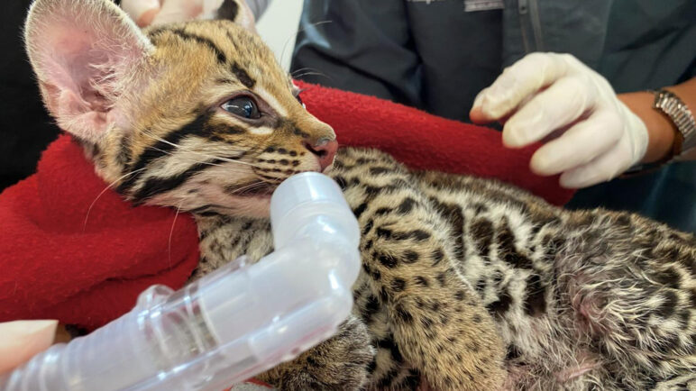 Así fue el rescate de cría de ocelote que estaba en manos de civiles en Antioquia