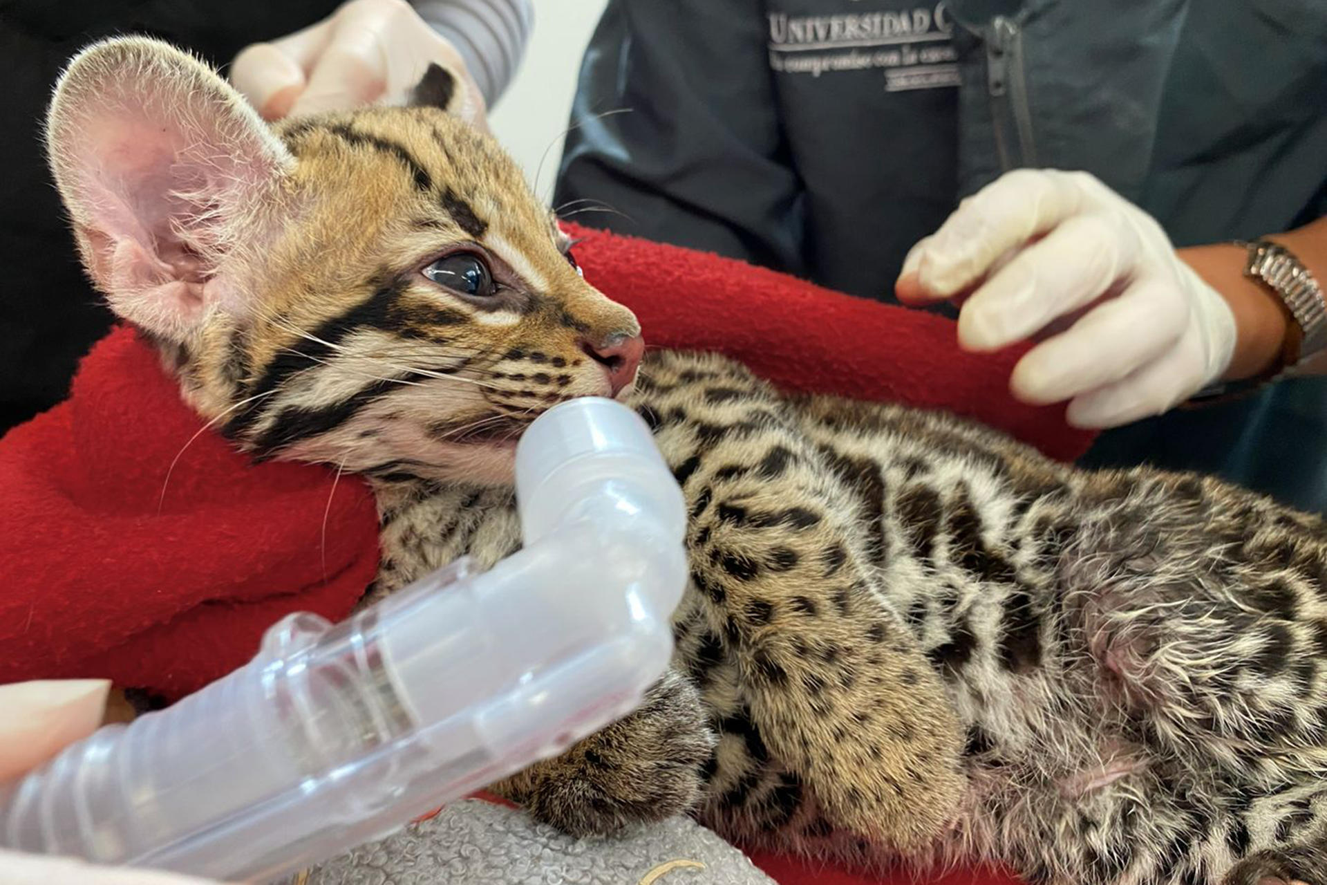 Así fue el rescate de cría de ocelote que estaba en manos de civiles en Antioquia