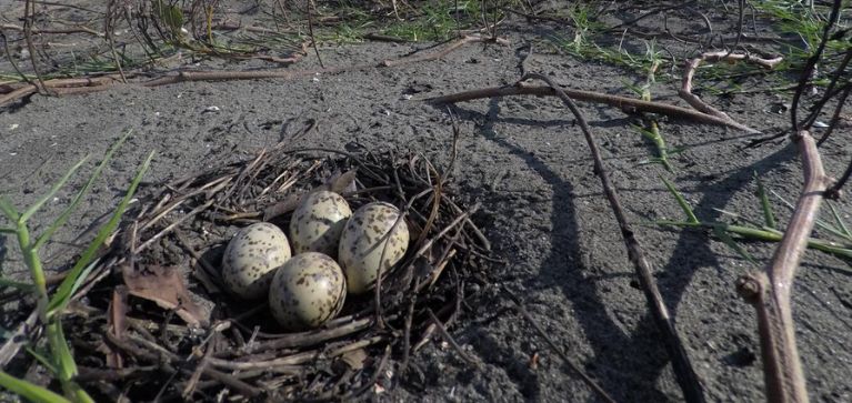 Calidris, la organización que da refugio a las aves migratorias y recibe reconocimiento mundial