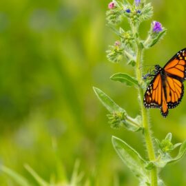 Un jueves para vivir la Semana de la Biodiversidad: esta es la programación