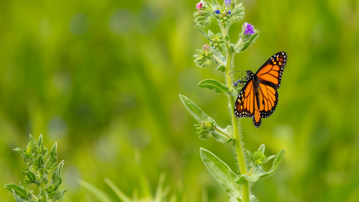 Un jueves para vivir la Semana de la Biodiversidad: esta es la programación
