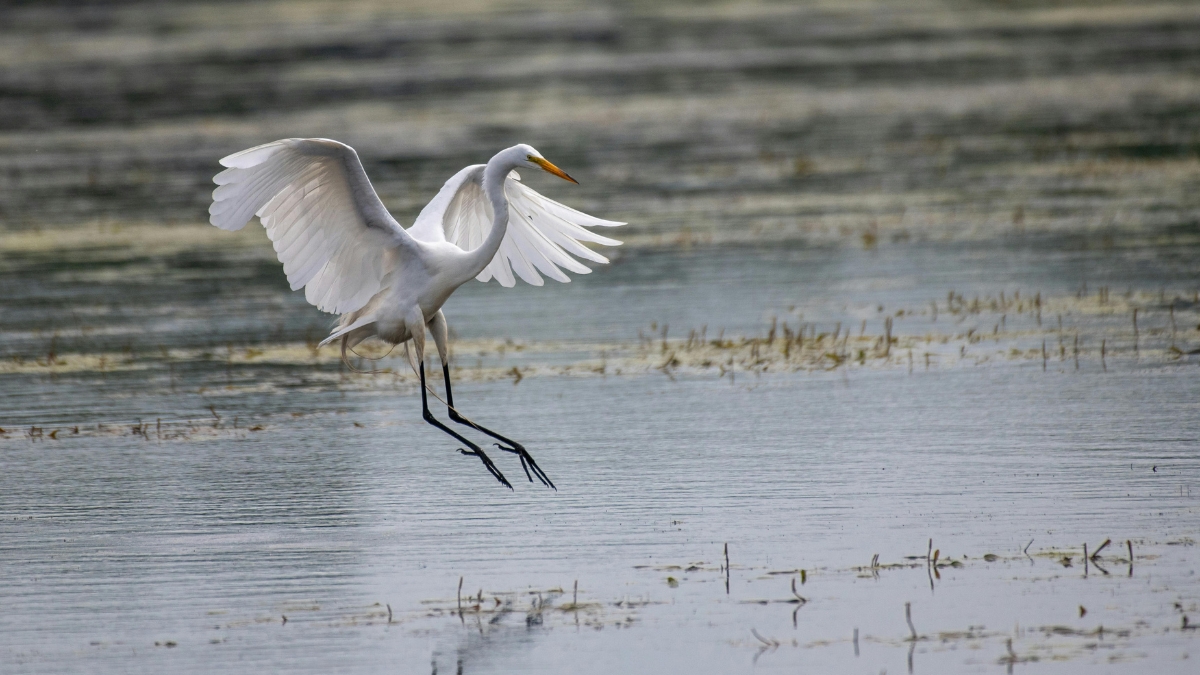 Cali respira naturaleza: conozca la agenda de este viernes en la semana de la biodiversidad