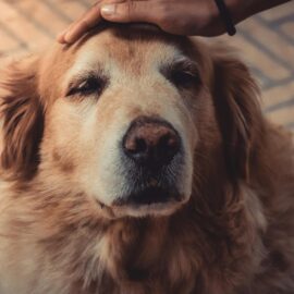 ¿Tu mascota está envejeciendo? Estos son los consejos para cuidarla en su etapa 'dorada'
