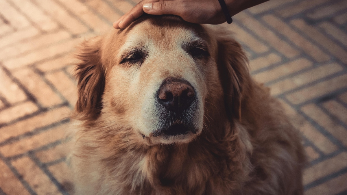 ¿Tu mascota está envejeciendo? Estos son los consejos para cuidarla en su etapa 'dorada'