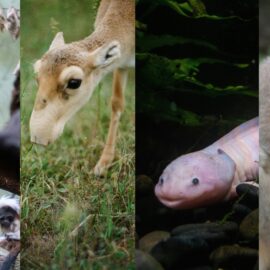 Los animales más curiosos que están al borde de la extinción: ¿Los conoce a todos?