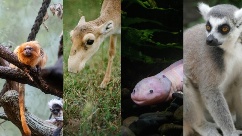 Los animales más curiosos que están al borde de la extinción: ¿Los conoce a todos?