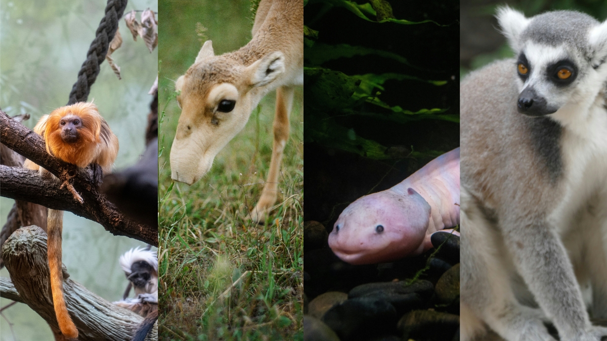 Los animales más curiosos que están al borde de la extinción: ¿Los conoce a todos?