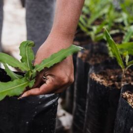 Fundación caleña transforma la realidad del río Lili y Meléndez de esta manera