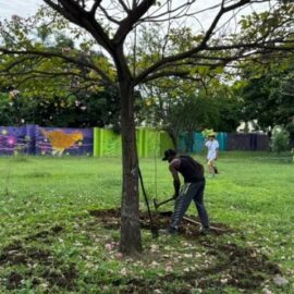 Polémica en Cali por posible traslado masivo de árboles en sector donde se haría la Feria