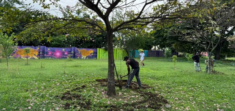 Polémica en Cali por posible traslado masivo de árboles en sector donde se haría la Feria