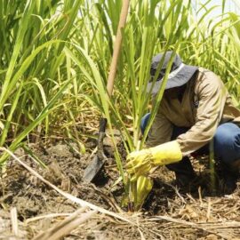 “Cuidamos los recursos naturales": Asocaña responde a señalamientos de Minambiente