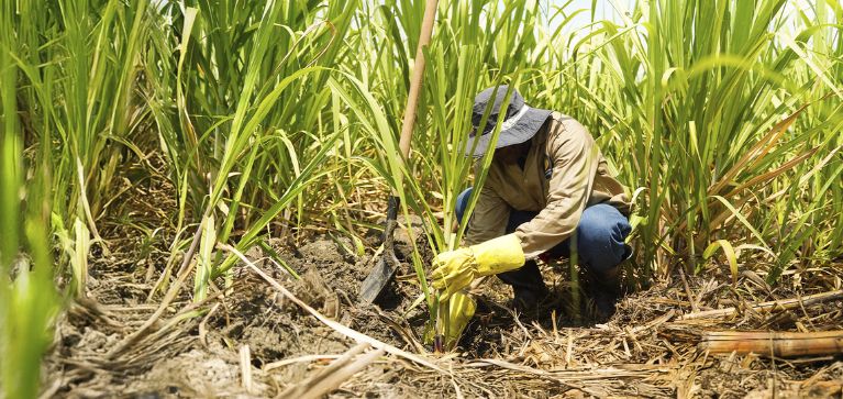 “Cuidamos los recursos naturales": Asocaña responde a señalamientos de Minambiente