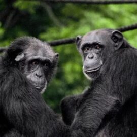Luto global: Fallece importante científica reconocida por su estudio de chimpancés
