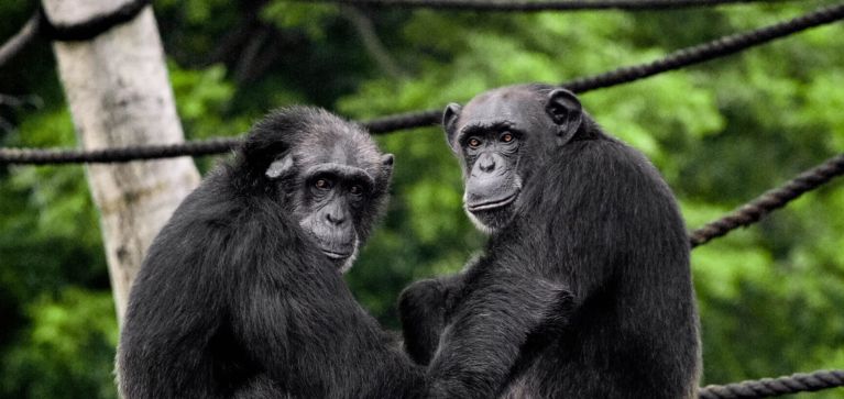 Luto global: Fallece importante científica reconocida por su estudio de chimpancés
