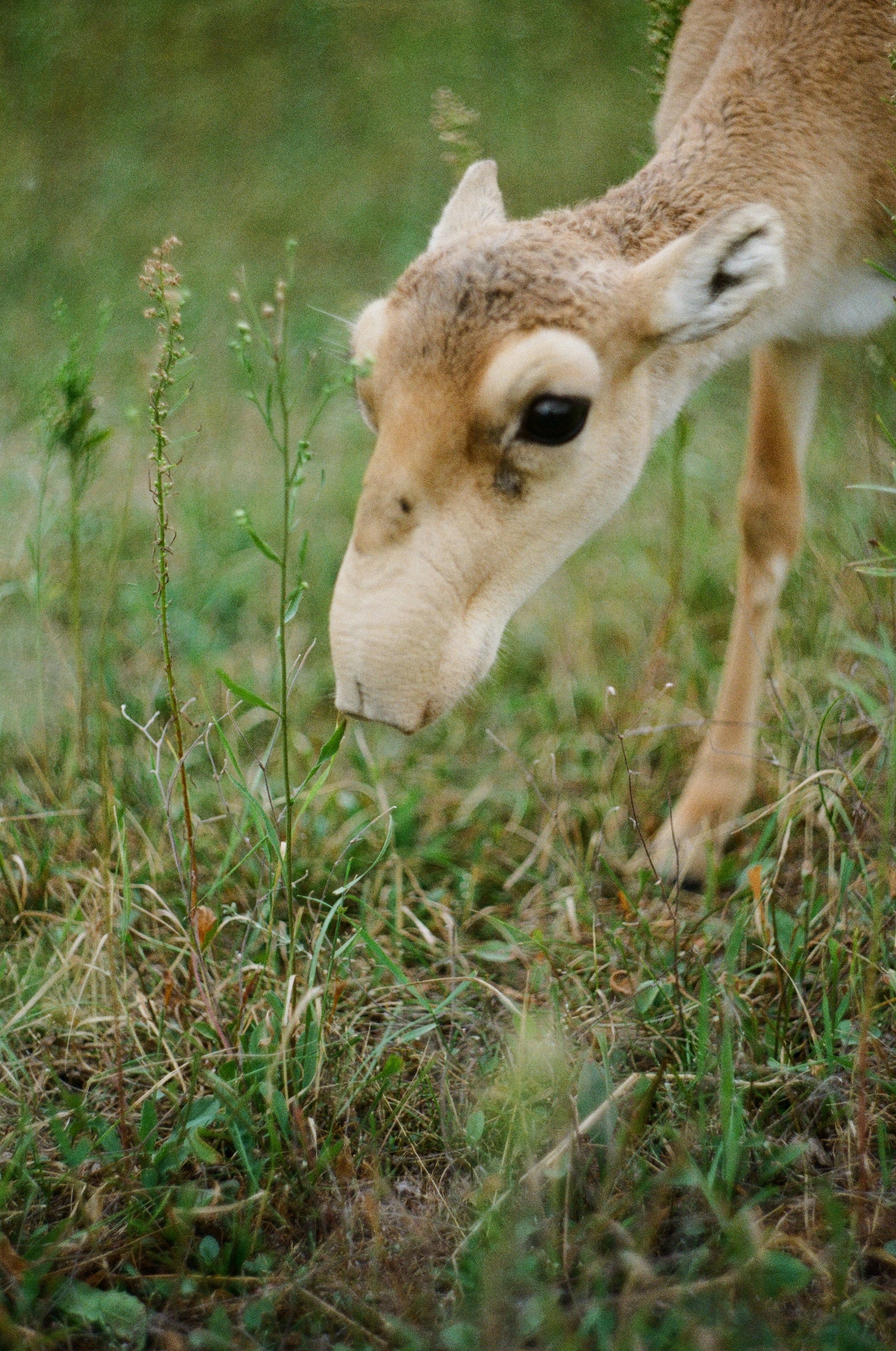 antílope saiga