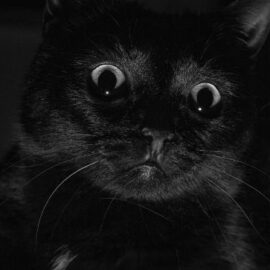 ¿Cuáles son los orígenes de estas supersticiones populares? (gato negro y más)