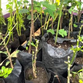 Comunidades en Yumbo transforman su entorno con proyectos ambientales sostenibles