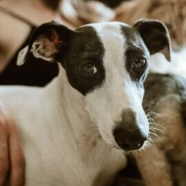 Nueva Ley obligaría a colegios a enseñar protección animal: ¿Cómo funcionaría?