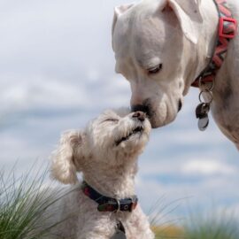 Jornadas de esterilización animal gratuitas en Cali: conozca los detalles