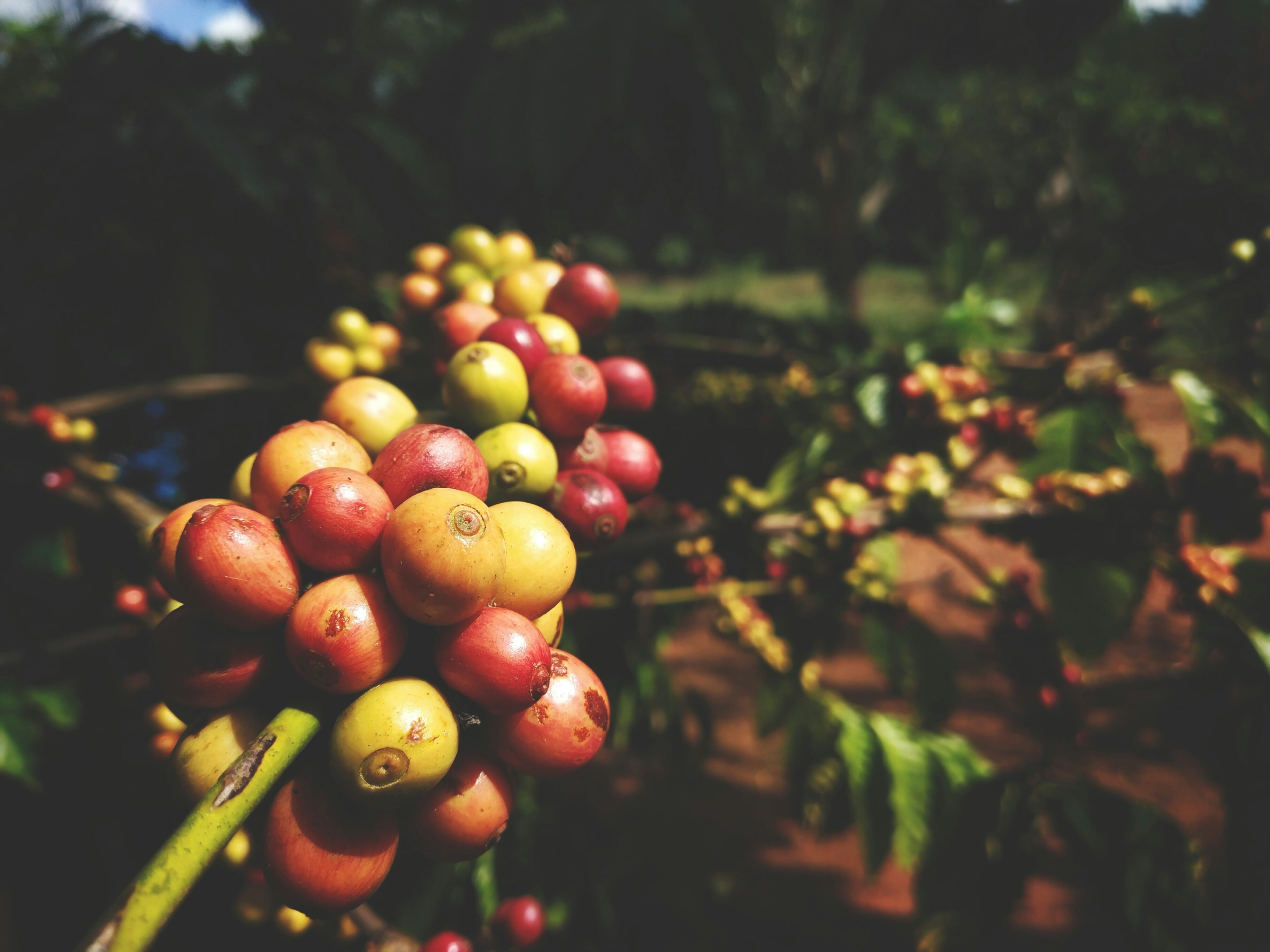 Café planta