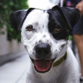 Inseminación artificial en mascotas: ¿cómo funciona?