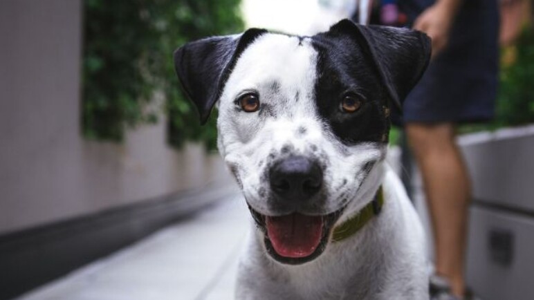 Inseminación artificial en mascotas: ¿cómo funciona?