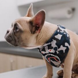 ¿Qué tratamiento tiene el cáncer en perros? Experta da recomendaciones