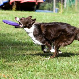 El Canicross: el deporte que fortalece el vínculo entre humanos y sus peluditos