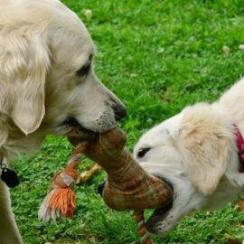 Pet Friendly, nivel Cali: Una guía de los espacios culturales a los que puedes llevar a tu mascota