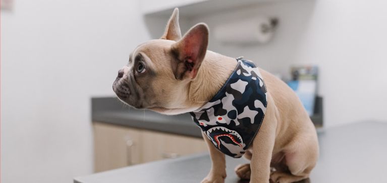 ¿Qué tratamiento tiene el cáncer en perros? Experta da recomendaciones
