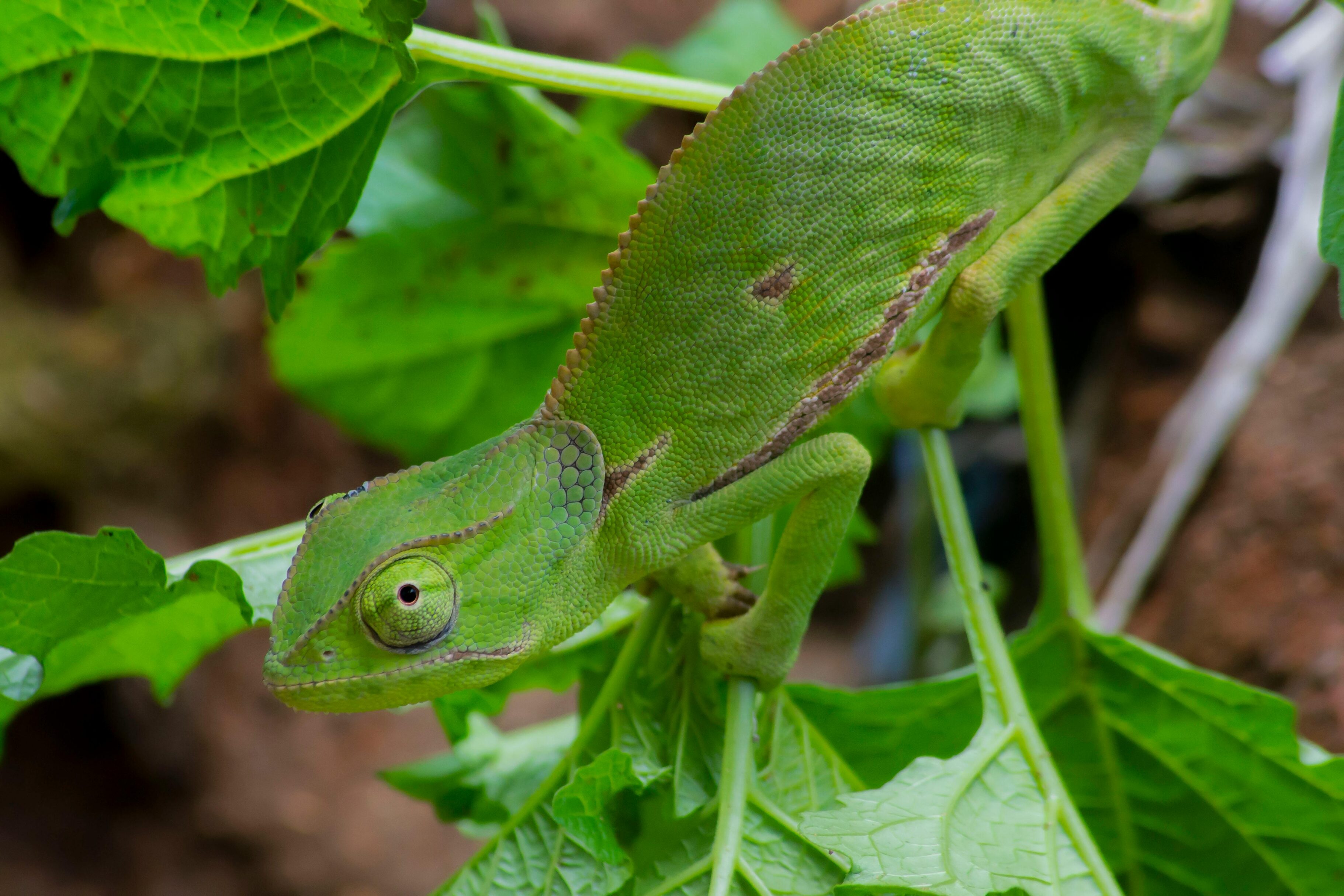 Semana de la Biodiversidad