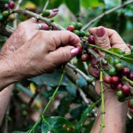 Colombia logra su mejor cosecha cafetera en más de tres décadas