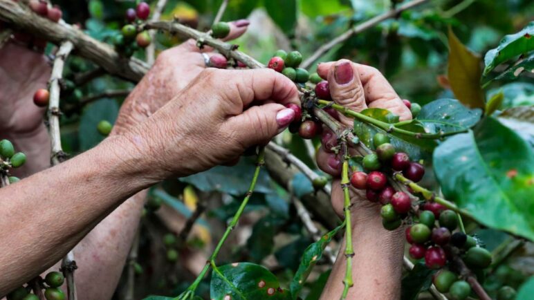 Colombia logra su mejor cosecha cafetera en más de tres décadas