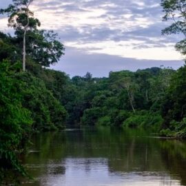 ¿Realmente el Amazonas produce la suficiente cantidad de oxígeno para el planeta?