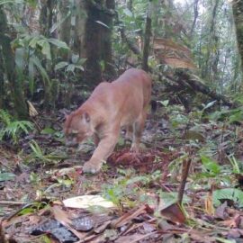 Video: animales silvestres fueron registrados por 'cámaras trampa' ubicadas en zonas rurales de Cali