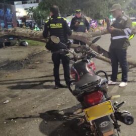 Hombre falleció tras caída de árbol en el oriente de Cali; autoridades investigan el caso