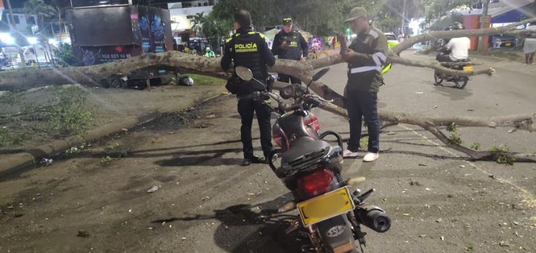 Hombre falleció tras caída de árbol en el oriente de Cali; autoridades investigan el caso