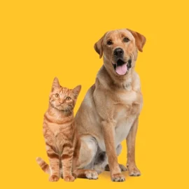 Recomendaciones para mantener seguros a los animales ante el ruido por la pólvora