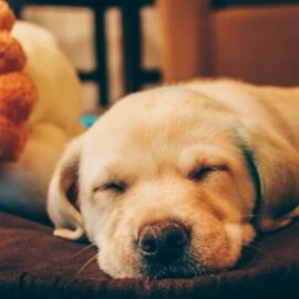 Todos los beneficios de dormir con tu mascota: Tiene ciertas condiciones