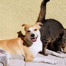 Jornadas gratuitas de esterilización para mascotas en Cali: estos son los puntos