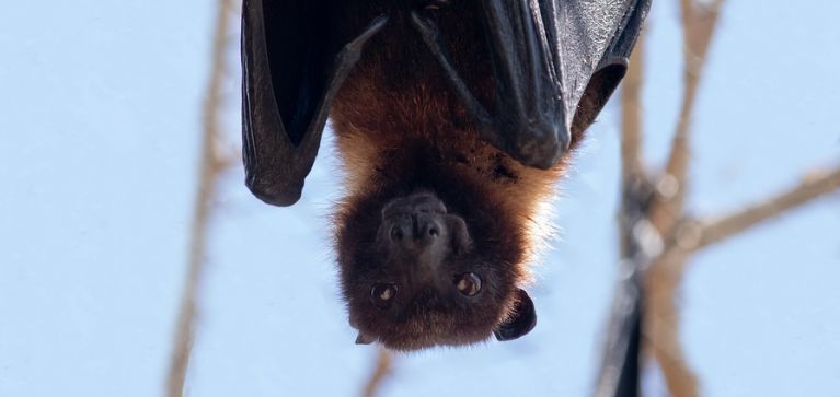 Esta es la curiosa especie de murciélago que redescubierta, ¿en qué región de Colombia fue?