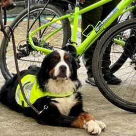 Nuevas reglas para perros de seguridad: buscan proteger su bienestar y evitar maltrato