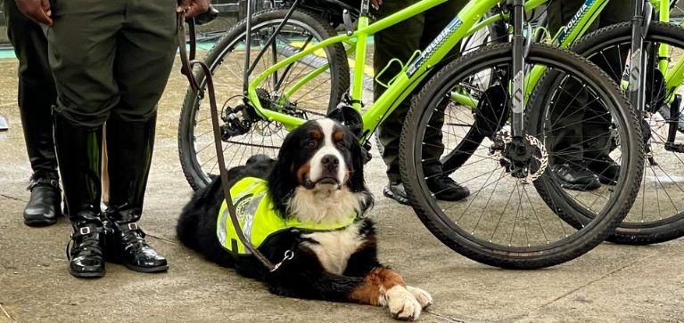 Nuevas reglas para perros de seguridad: buscan proteger su bienestar y evitar maltrato
